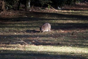 IMG_7379