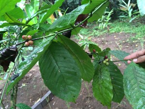 Auf der Kaffeplantage - Robusta und Arabica