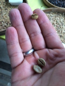 Robusta und Arabica